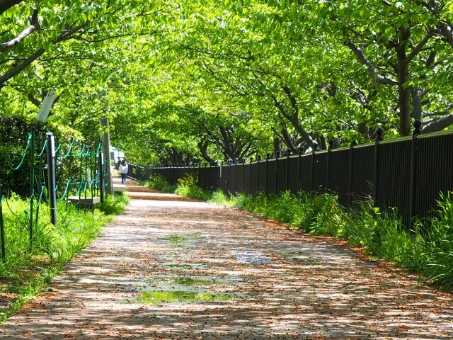 遊歩道_s